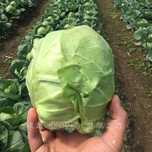 甘蓝（包心菜）|健康美味 商品图2