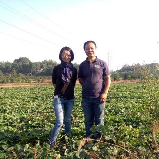 合作生产 | 有机板粟红薯（产地发货） 商品图3