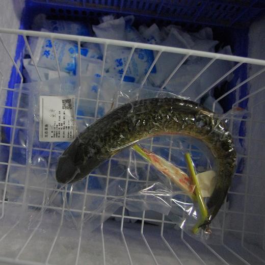 生态大草鱼  | 绿家自产 * Eco- Grass Carp | Self-production 商品图1