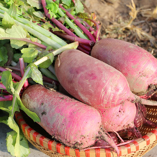 农家紫霞水果萝卜  生吃脆甜多汁 含花青素  不糠心1.2斤1个 商品图3