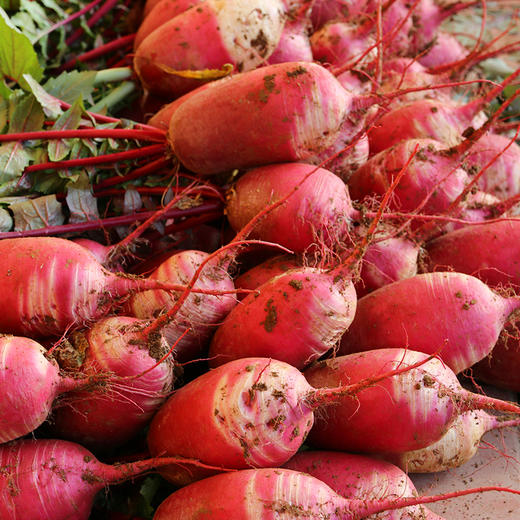 农家紫霞水果萝卜  生吃脆甜多汁 含花青素  不糠心1.2斤1个 商品图2