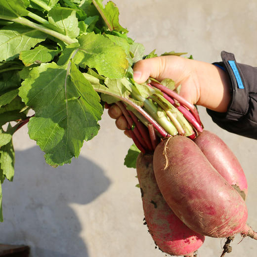 农家紫霞水果萝卜  生吃脆甜多汁 含花青素  不糠心1.2斤1个 商品图4
