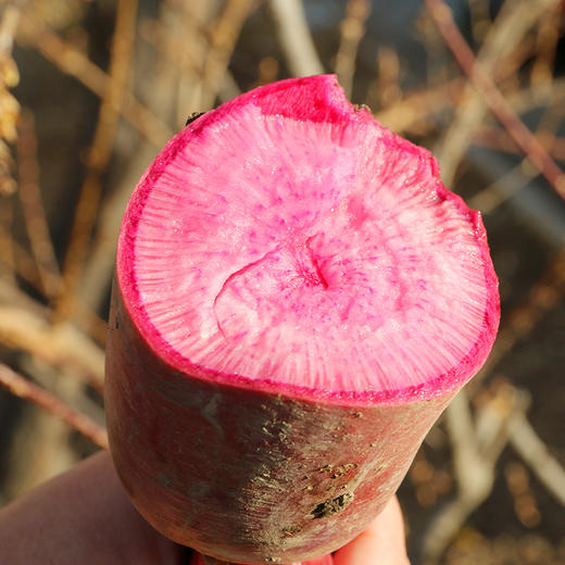 农家紫霞水果萝卜  生吃脆甜多汁 含花青素  不糠心1.2斤1个 商品图5