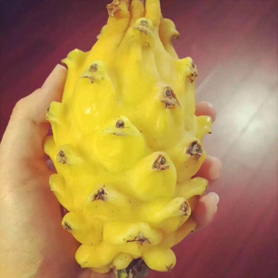 【物以稀为贵高端稀缺麒麟燕窝果】营养丰富，土豪金水果，滋补养生特效，送礼也是很抢手的