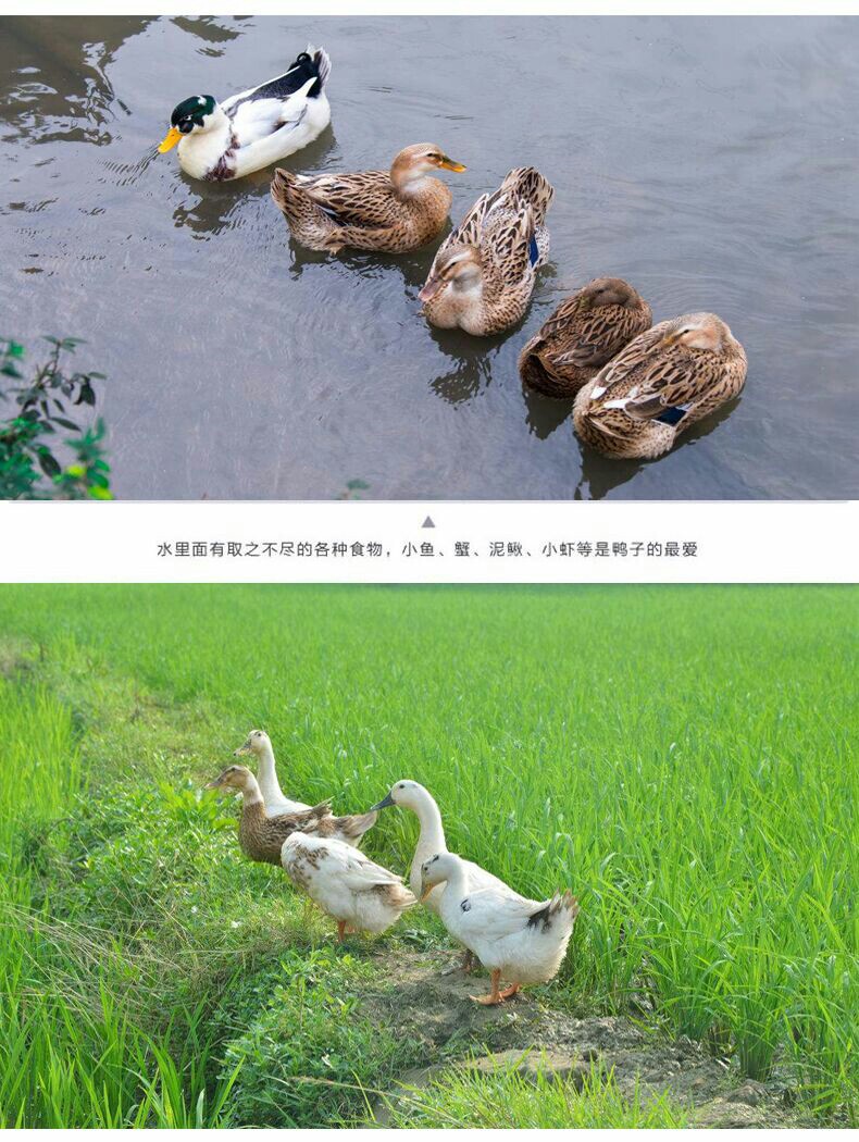 两年多土老鸭(三斤左右)