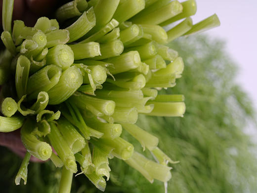 茴香 300g 商品图2