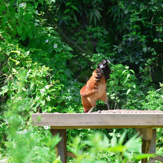 原耕散养土鸡大公鸡仔公鸡活鸡现杀农家纯粮散养老公鸡包邮 商品图2