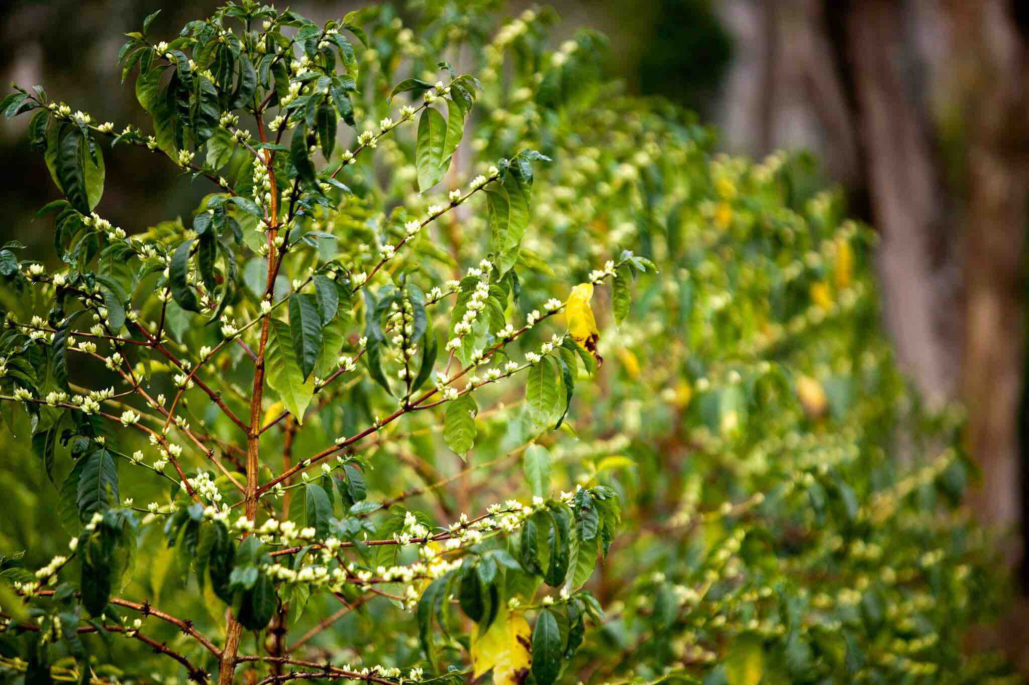 关于品种gesha 1931: 从gori gesha森林的多个瑰夏品种中筛选出来的