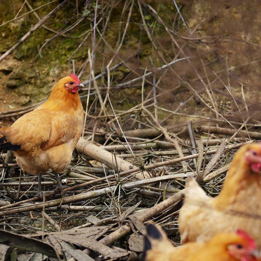 【2只鸡1盒蛋提货卡】原耕良仓纯粮散养0饲料0激素土鸡，活鸡现杀 商品图4