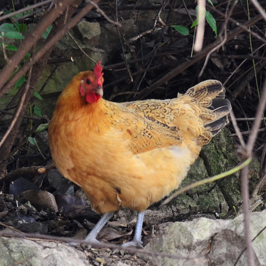 【2只鸡1盒蛋提货卡】原耕良仓纯粮散养0饲料0激素土鸡，活鸡现杀 商品图2