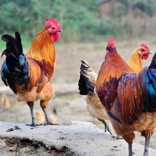 原耕散养土鸡大公鸡仔公鸡活鸡现杀农家纯粮散养老公鸡包邮 商品图0