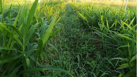 2017年亮亮农场小黄姜成长记