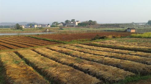 2017年亮亮农场小黄姜成长记