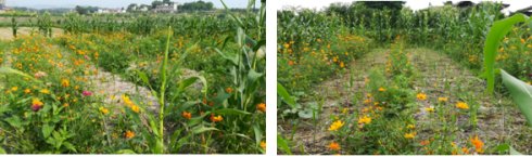 2017年亮亮农场小黄姜成长记