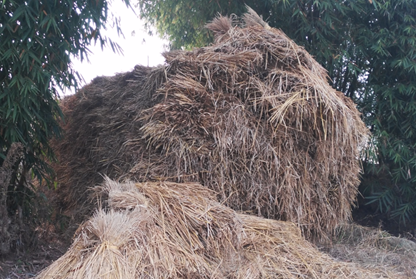 2017年亮亮农场小黄姜成长记