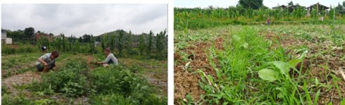 2017年亮亮农场小黄姜成长记