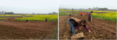 2017年亮亮农场小黄姜成长记