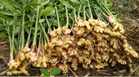 2017年亮亮农场小黄姜成长记