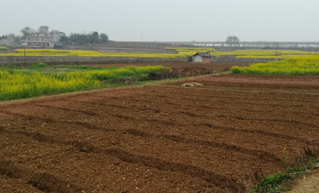 2017年亮亮农场小黄姜成长记