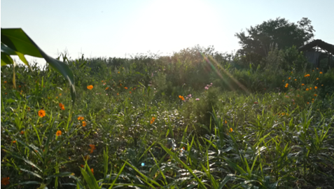 2017年亮亮农场小黄姜成长记