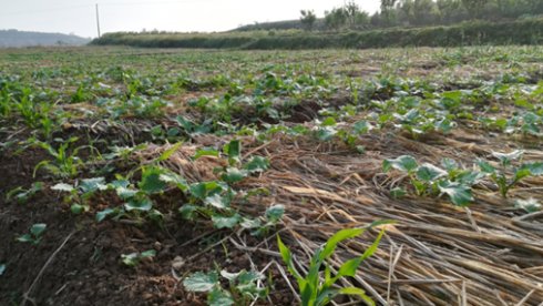 2017年亮亮农场小黄姜成长记