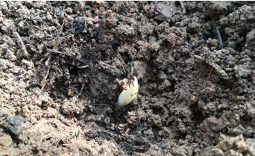 2017年亮亮农场小黄姜成长记