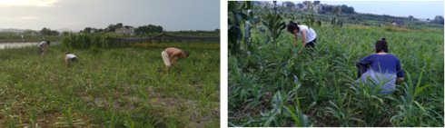 2017年亮亮农场小黄姜成长记