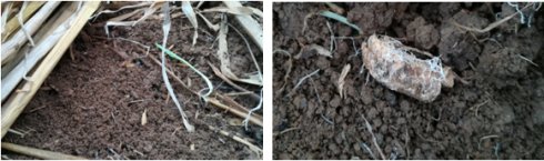 2017年亮亮农场小黄姜成长记