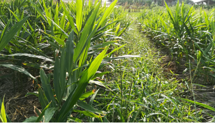 2017年亮亮农场小黄姜成长记