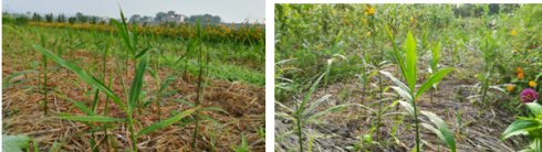 2017年亮亮农场小黄姜成长记