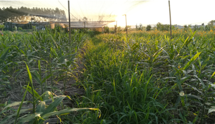 2017年亮亮农场小黄姜成长记