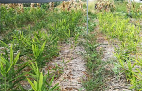 2017年亮亮农场小黄姜成长记