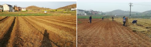 2017年亮亮农场小黄姜成长记