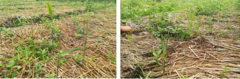 2017年亮亮农场小黄姜成长记