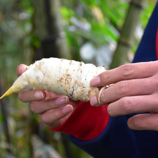 遵义赤水【冬笋】5斤装 竹乡野生楠竹笋  冬笋 新鲜 生态 美味 全国包邮 商品图5