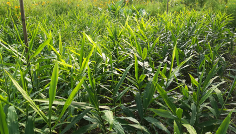 2017年亮亮农场小黄姜成长记