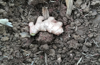 2017年亮亮农场小黄姜成长记