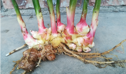 2017年亮亮农场小黄姜成长记