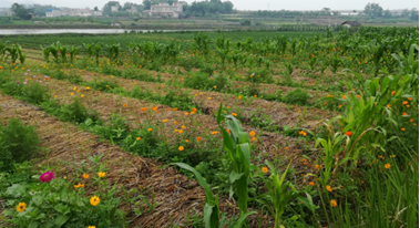 2017年亮亮农场小黄姜成长记