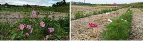 2017年亮亮农场小黄姜成长记