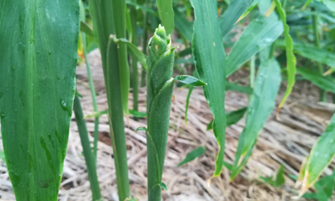 2017年亮亮农场小黄姜成长记