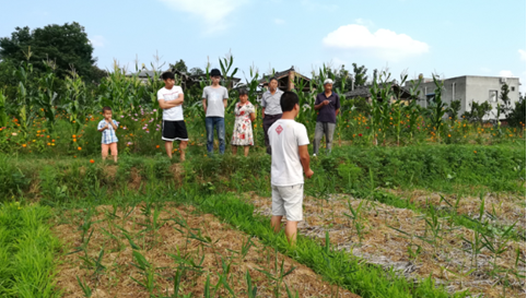 2017年亮亮农场小黄姜成长记