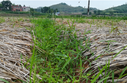 2017年亮亮农场小黄姜成长记