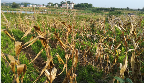 2017年亮亮农场小黄姜成长记