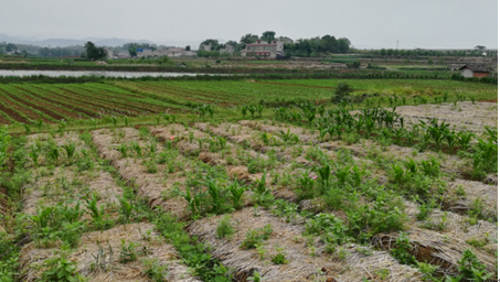2017年亮亮农场小黄姜成长记