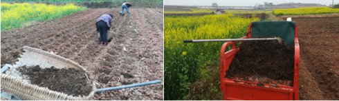 2017年亮亮农场小黄姜成长记