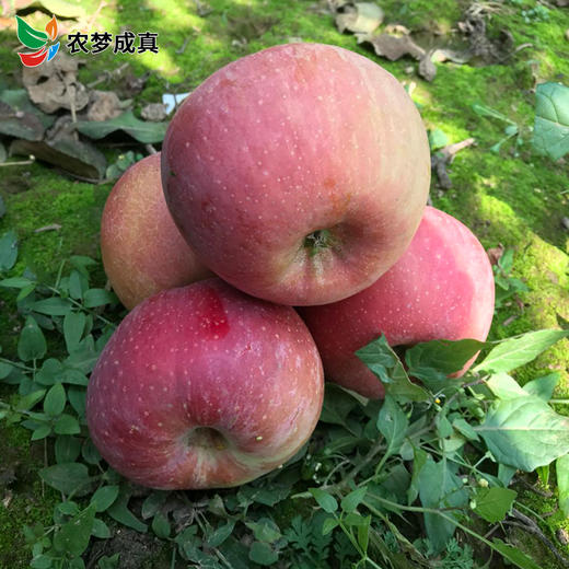 山西运城丑苹果8斤装28.8元包邮
