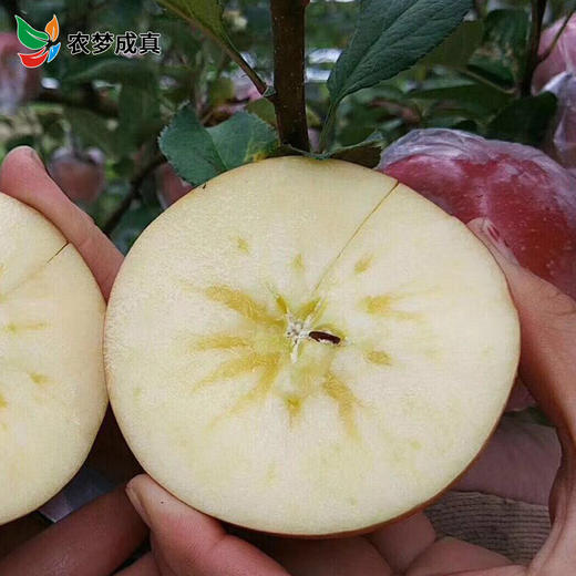 山西运城丑苹果8斤装28.8元包邮