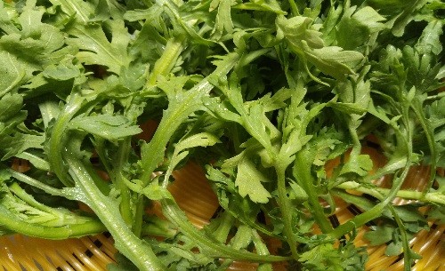 东升农场 春菊苗 300g 广州供港蔬菜新鲜配送