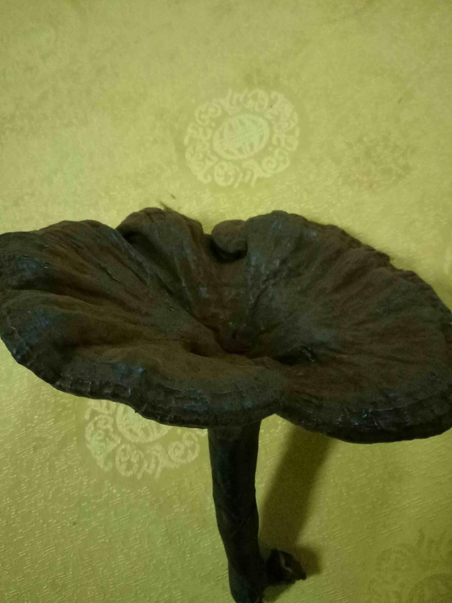 云雾深山野生椴木灵芝香芝短柄赤芝干货380元至1180元500g包邮!